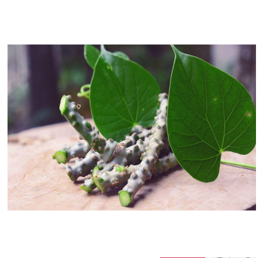 Cây thần thông khô 500gr ( dây cóc, dây kí ninh)