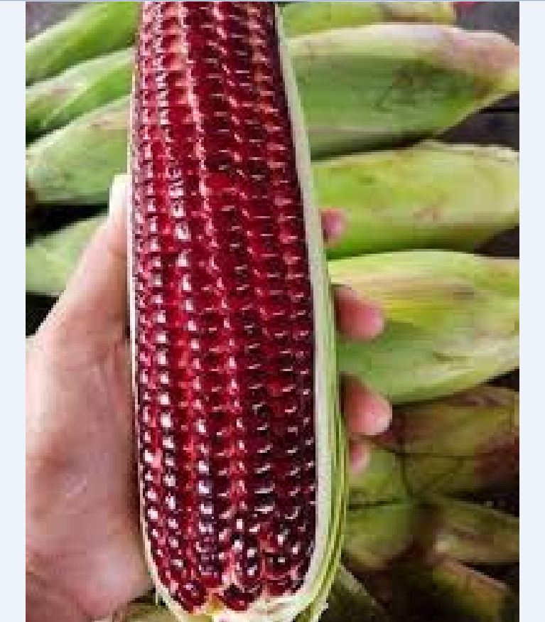 Hạt giống ngô Nữ Hoàng đỏ - gói 5gr