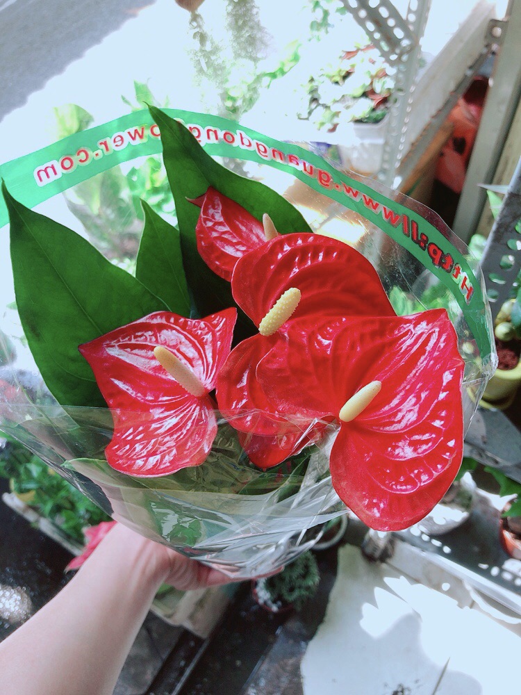 Chậu Hồng Môn