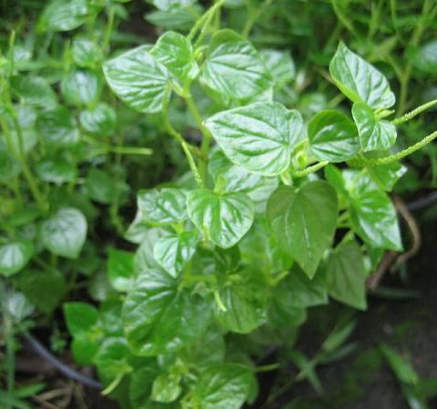 Hạt Giống Rau Càng Cua - gói 0.5gram ( 2000 hạt )