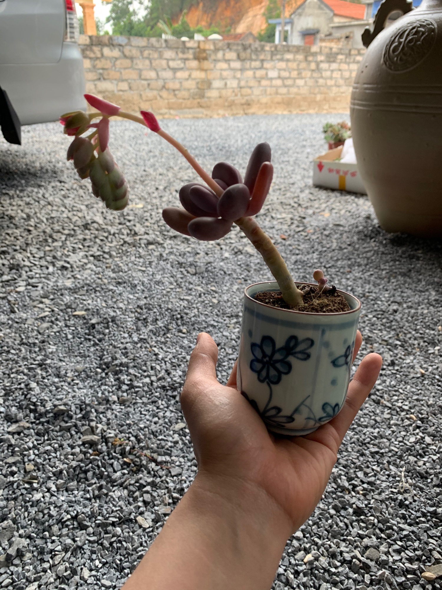 Sen sỏi hồng. Sỏi hồng. Sen đá mini. Sen thụ