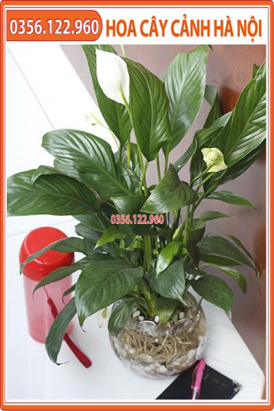 Chậu cây lan ý để bàn