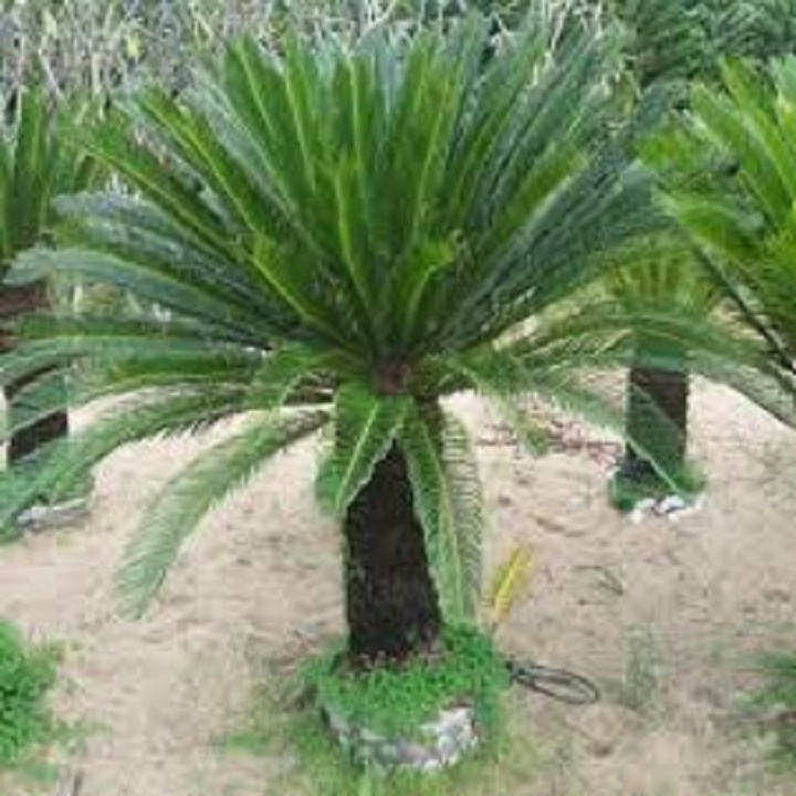 CÂY VẠN TUẾ -CÂY MANG LẠI SỰ UY NGHI, CỔ KÍNH CHO NGÔI NHÀ , VƯỢNG PHONG THỦY CHO GIA CHỦ - NCCGCVT