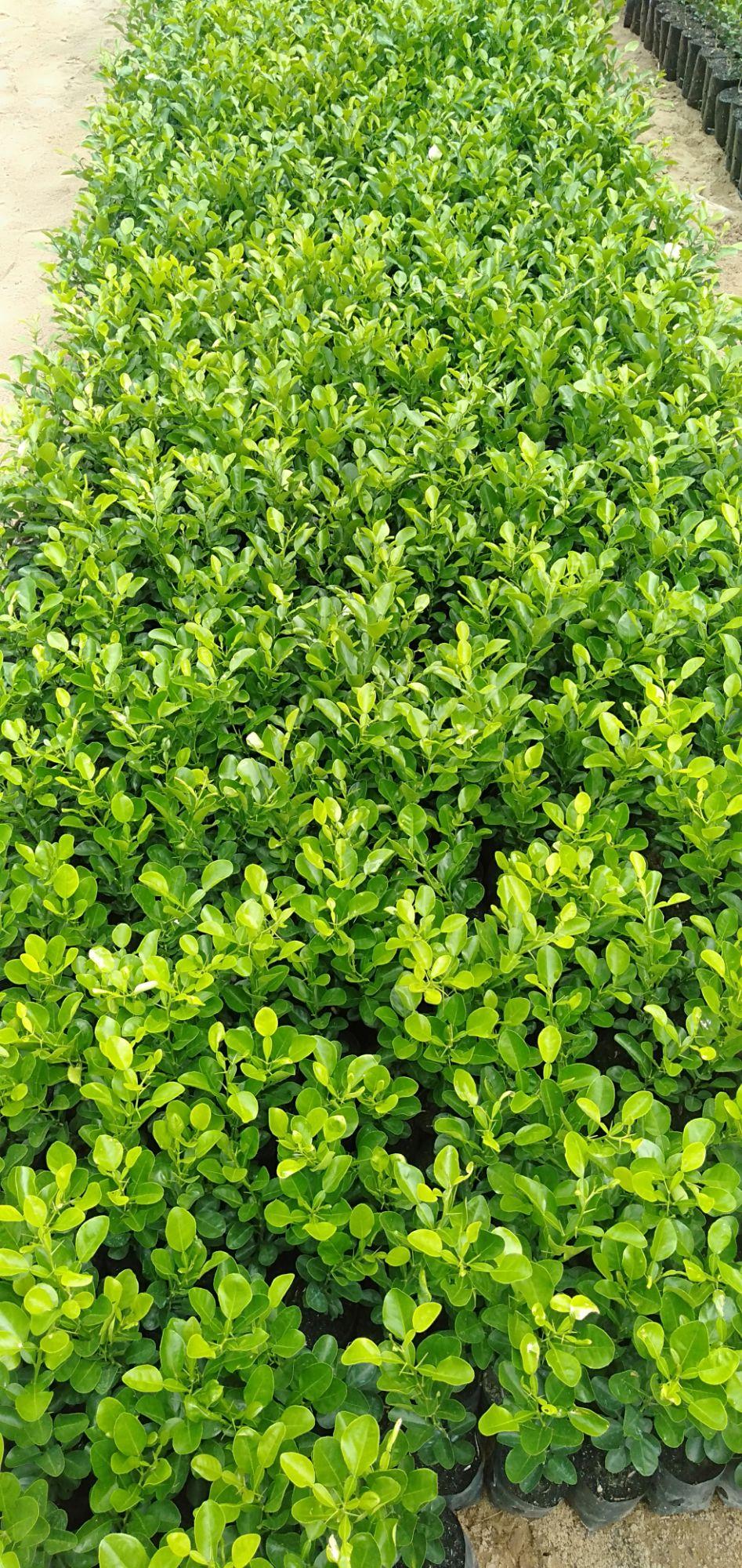 Cây chúc lỡ có nhánh