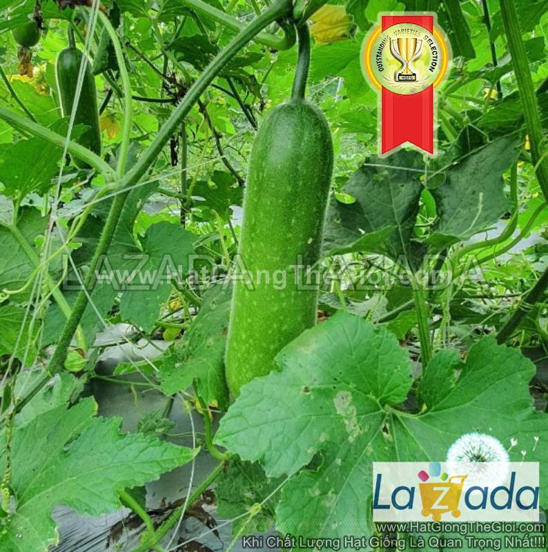 5gr 240.hạt hạt giống bí đao chanh f1 vô địch tg155
