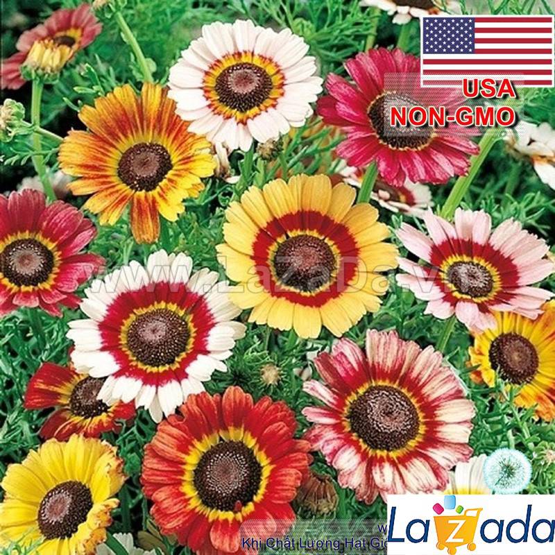 1GR 420.HAT Hạt Giống Hoa Cúc Chi Mix Màu (KD| -KD: B27*V45*M193)