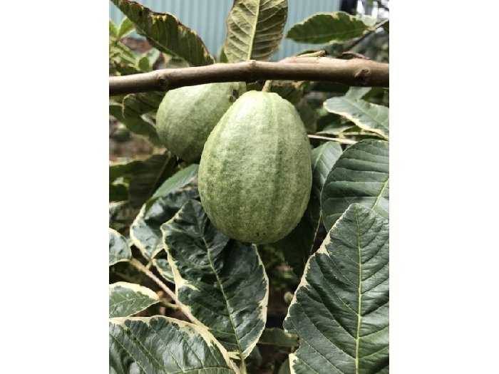 Cây ổi cẩm thạch đẹp mắt, trái thơm, ngọt, ruột hồng- Hoa kiểng Nguyễn Lộc
