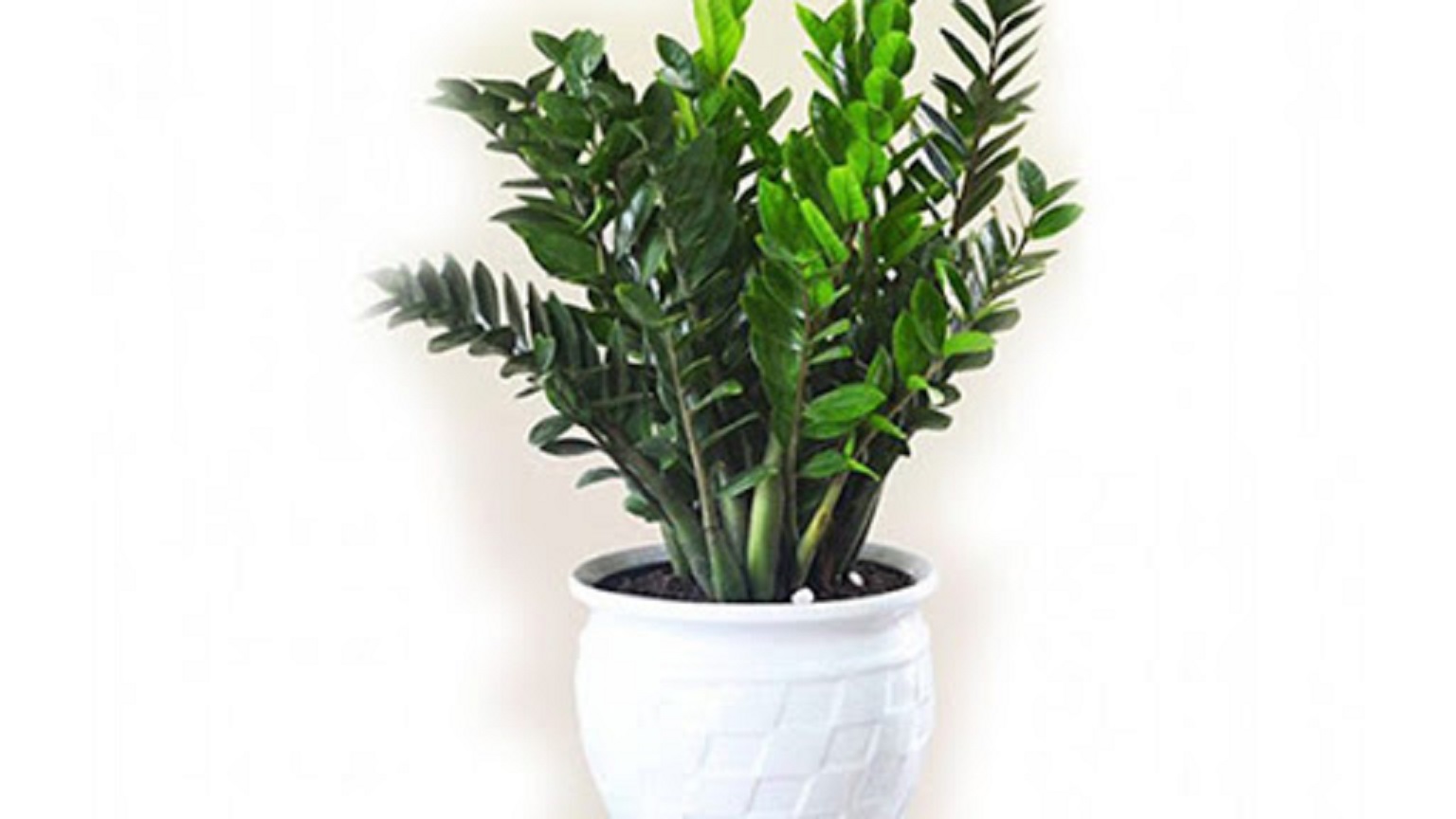 Chậu cây KIM TIỀN size to