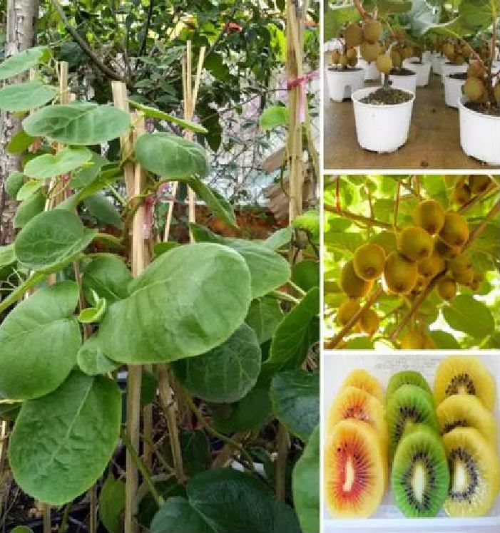 Hạt Giống Cây Ăn Trái Kiwi - gói 30 hạt