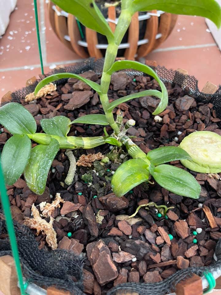 CHẬU Phi điệp LÁ MÍT PHÚ THỌ, ki to, lá to  khỏe, cắt từ thân mẹ, hoa đẹp hiếm, THÂN dài 20-25 cm cm