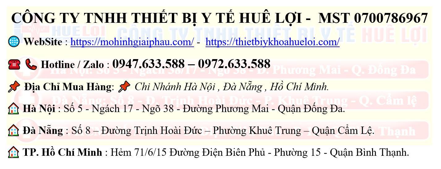 Mô Hình Huyệt Vị Vùng Đầu