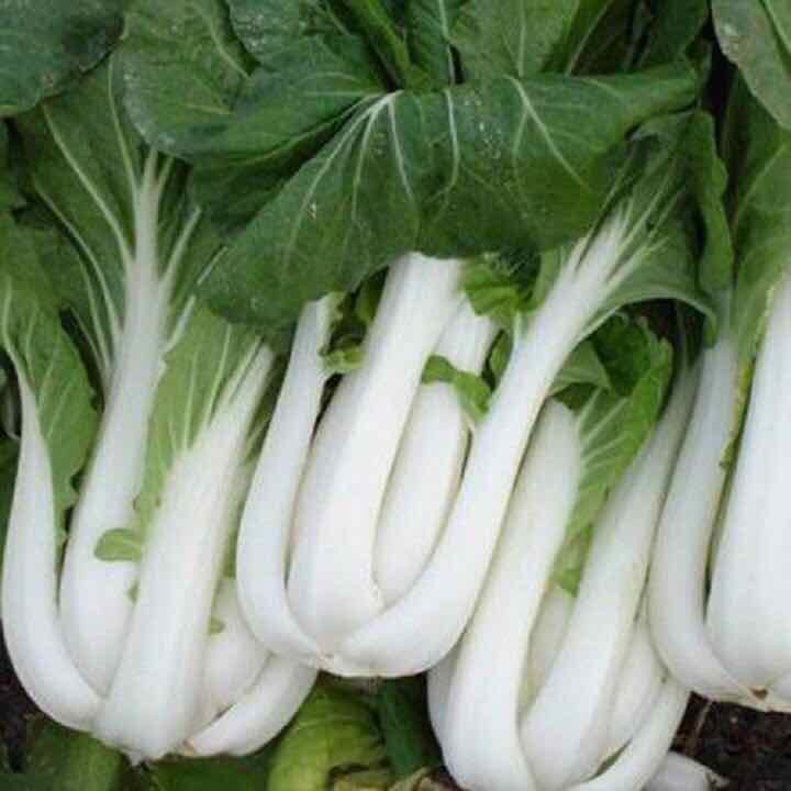 HẠT GIỐNG CẢI BẸ TRẮNG - GÓI 20 GRAM