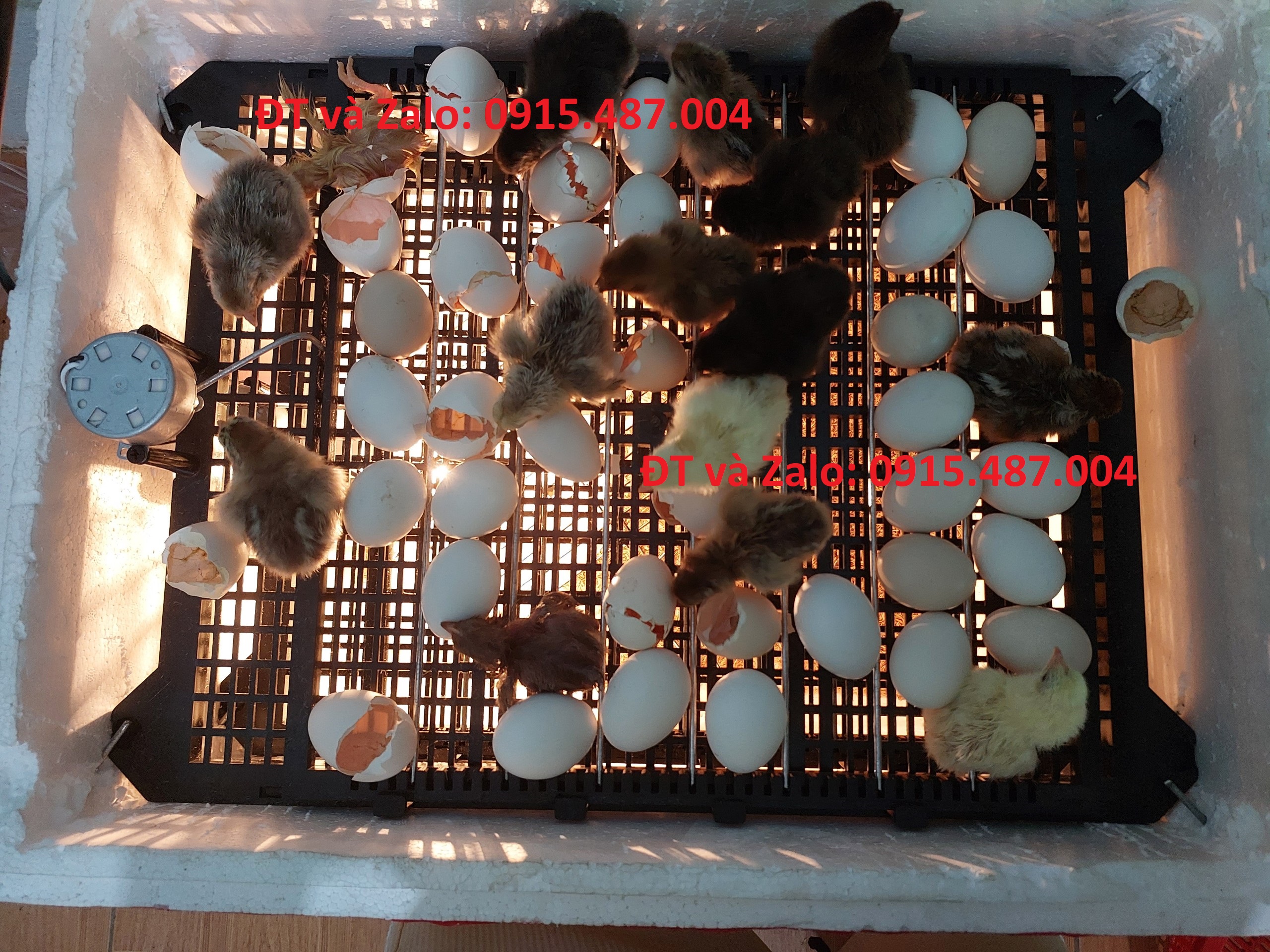 Khay đảo trứng gà vịt mới nhất