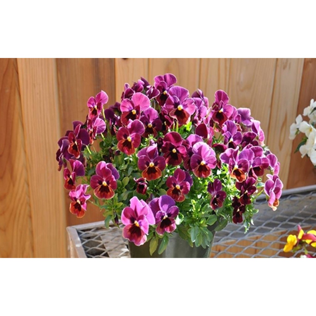 Hạt giống hoa pansy mix Viola - 100 hạt