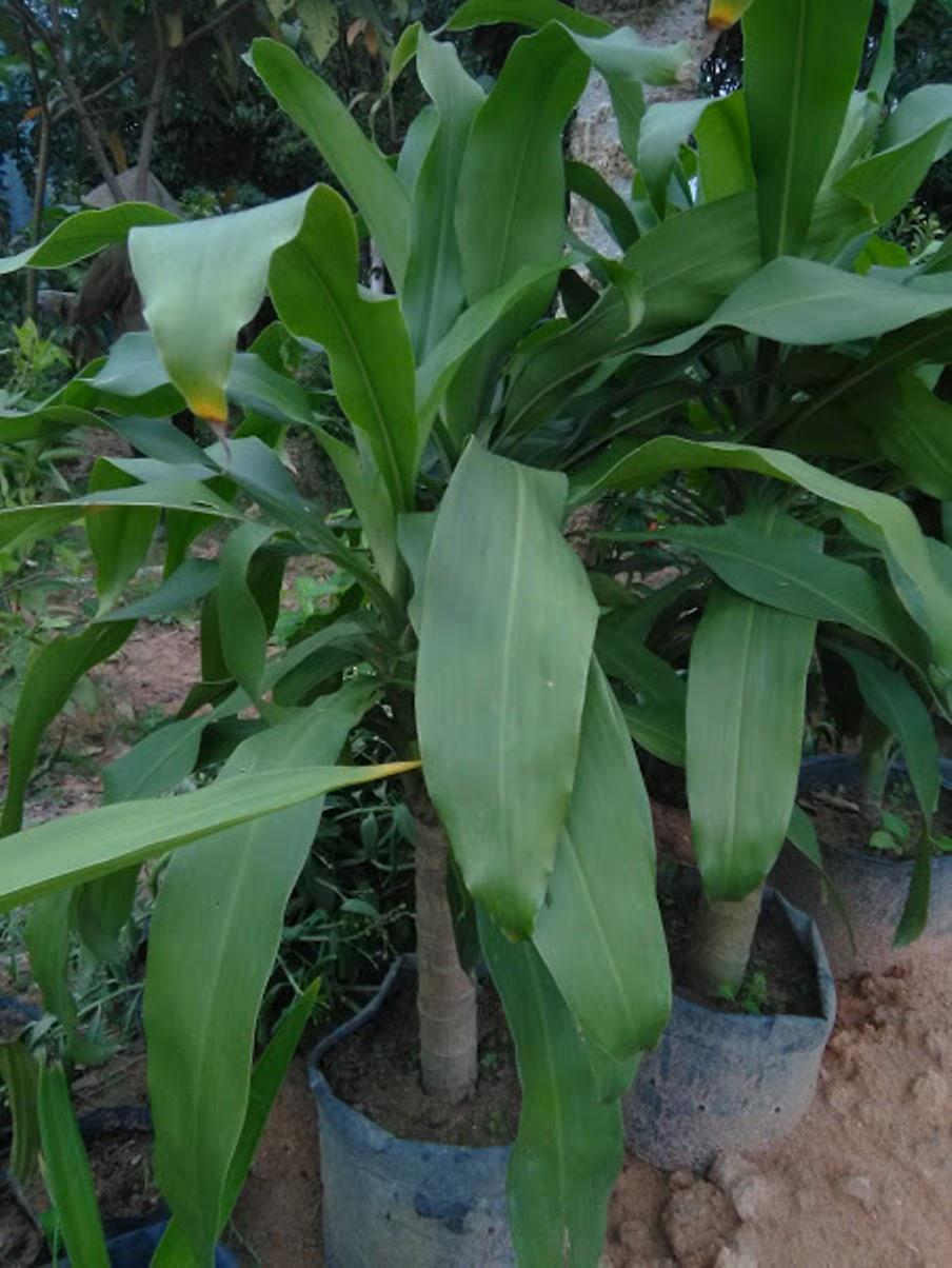 Thiết mộc lan - phát tài khúc