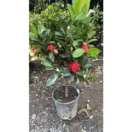 Cây Trà My Cánh Kép Size Lớn
