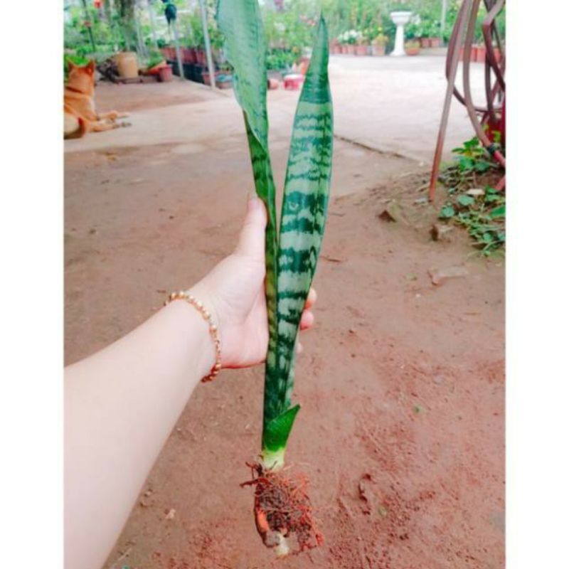 ☘️☘️☘️ 1 Cây lưỡi hổ Thái sọc xanh