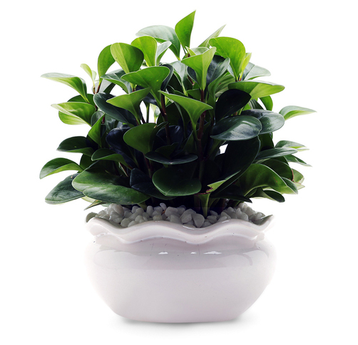cây trường sinh - cây phong thủy mini để bàn