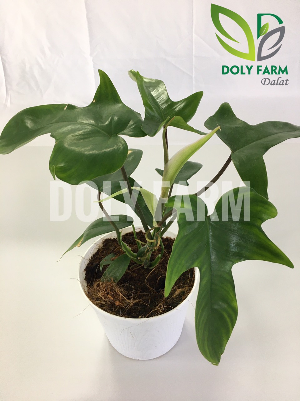 Trầu bà cánh én - Philodendron florida ghost