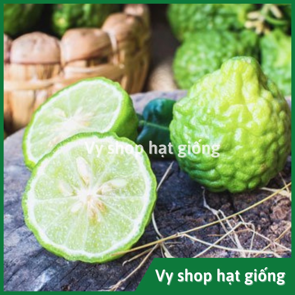 Hạt giống chúc Thái - chanh não gói 5 hạt