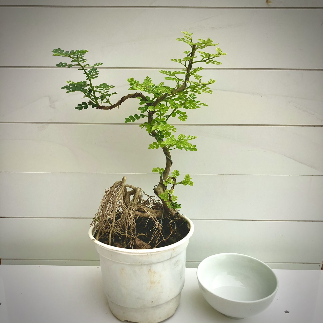 Cây cần thăng bonsai mini