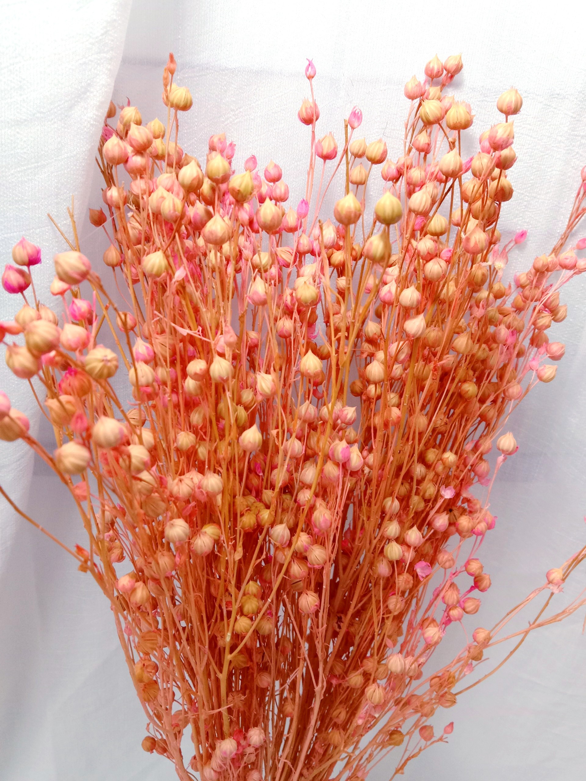 hoa khô flax, cỏ khô linum, cành hạt đậu