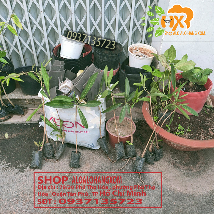 [HCM]cây hoa chuông vàng cây giống (combo 5 cây )