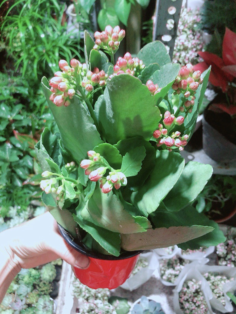 Cây Hoa Sống Đời