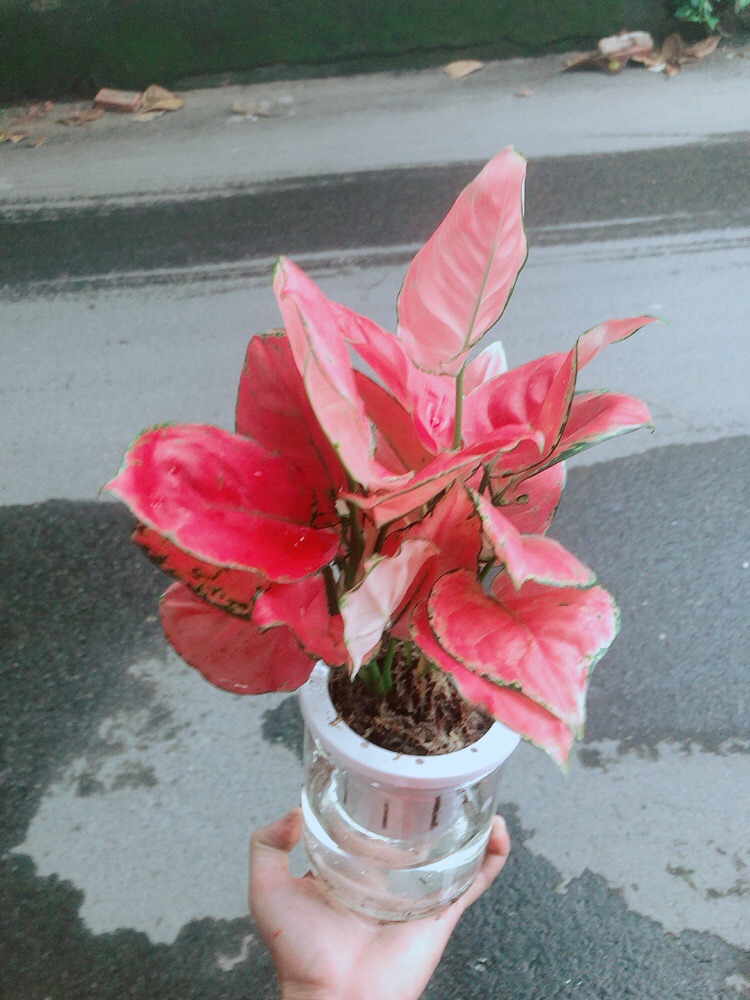 Chậu Vạn Lộc Trồng Thuỷ Sinh