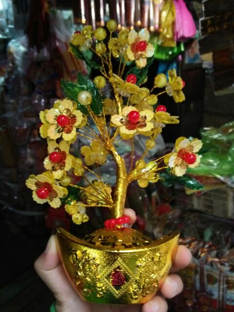 Cây mai kim Tiền tài lộc