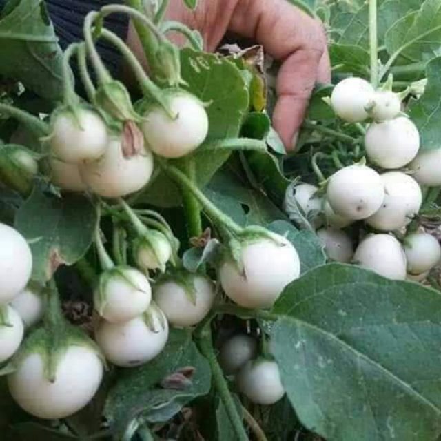 White Ca Phao Seeds - 1 Pack of 0.5 Grams