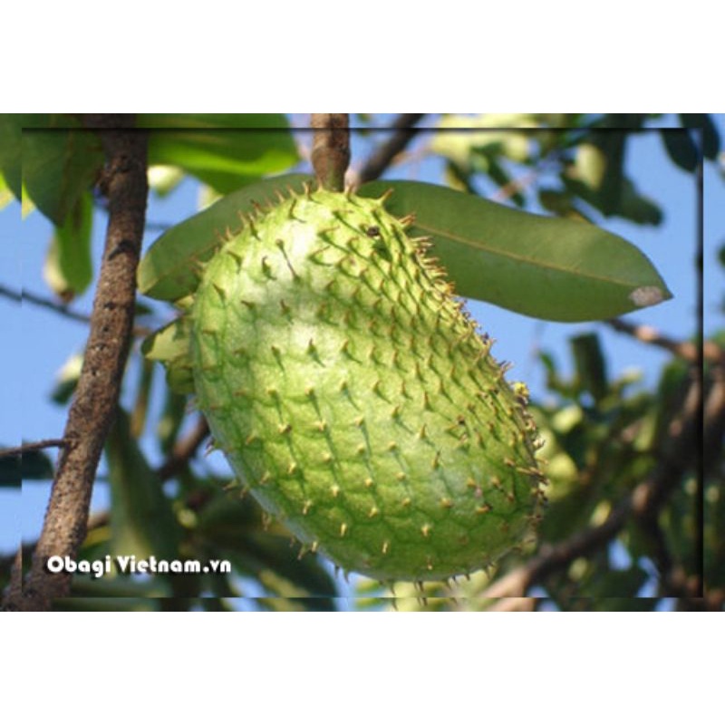 CÂY GIỐNG MÃNG CẦU XIÊM THÁI  SIÊU TRÁI TRÁI TO