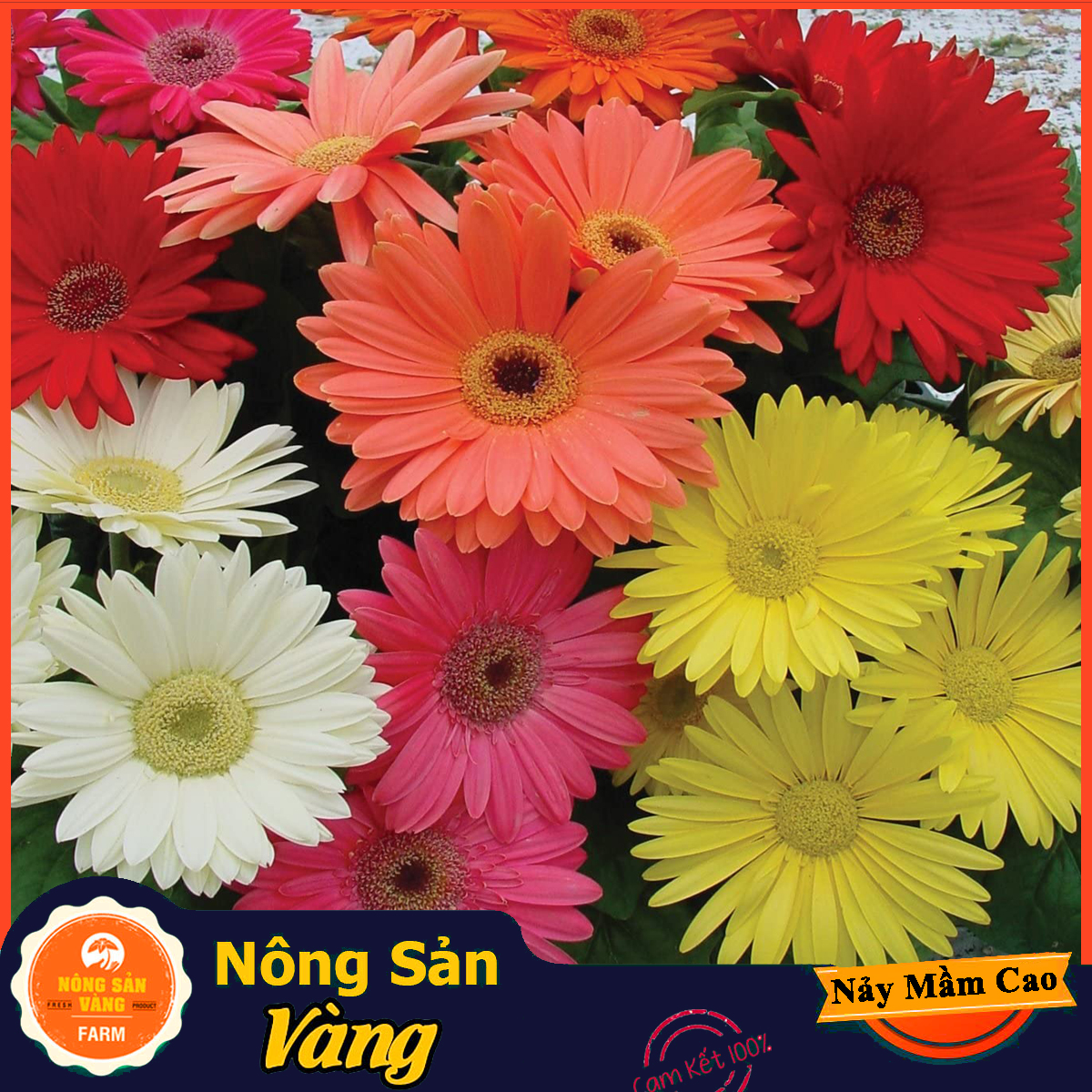 Multi-Color copper flower seed coin shape, to the amazing appearance the flower draw happiness and joy (pack of 10 beads)-shallow gold product