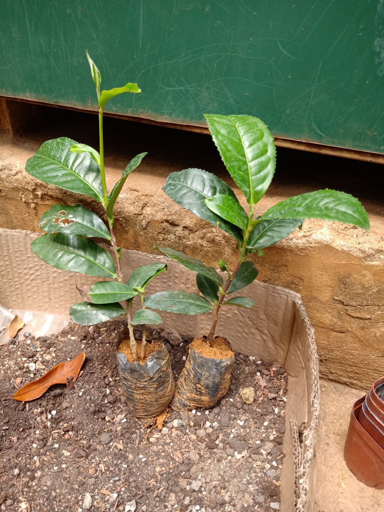 Cây chè Shan Tuyết giống