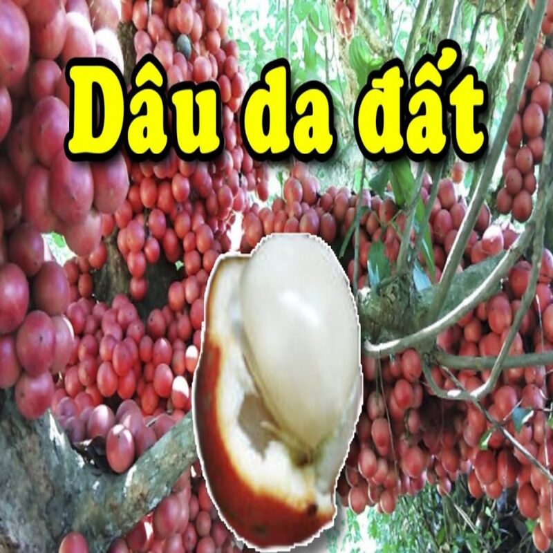 Dâu Dâ Đất (Bòn Bon) Cây Giống 30Cm - 03 cây Khỏe