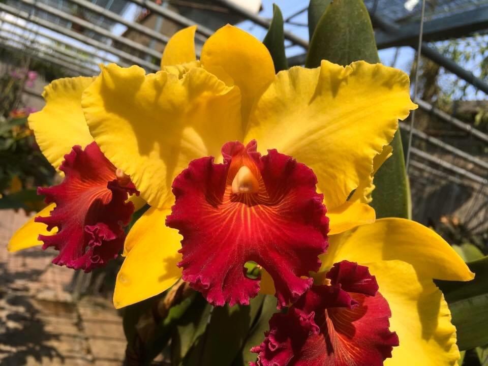 Hoa lan catt Amakee cây trưởng thành sắp hoa