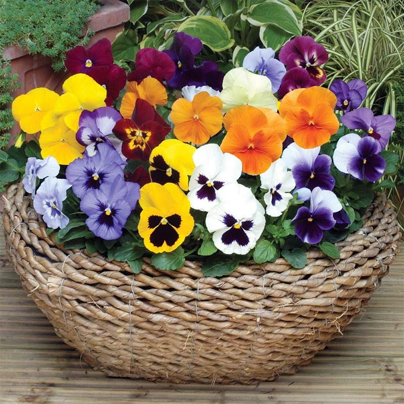Hạt giống hoa Viola (Pansy) Golden Seeds Mix 50 Hạt