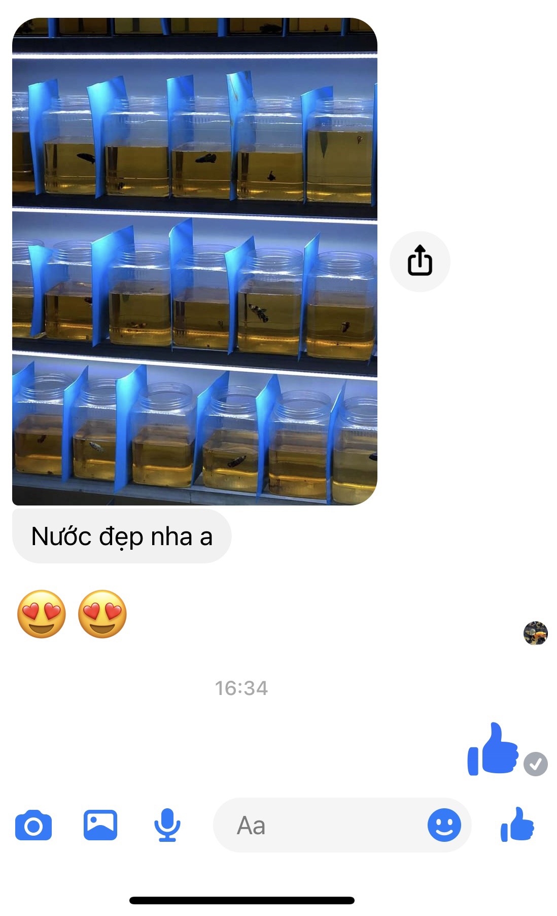 Bột lá bàng 5g - Dưỡng cá Betta, tăng màu sắc