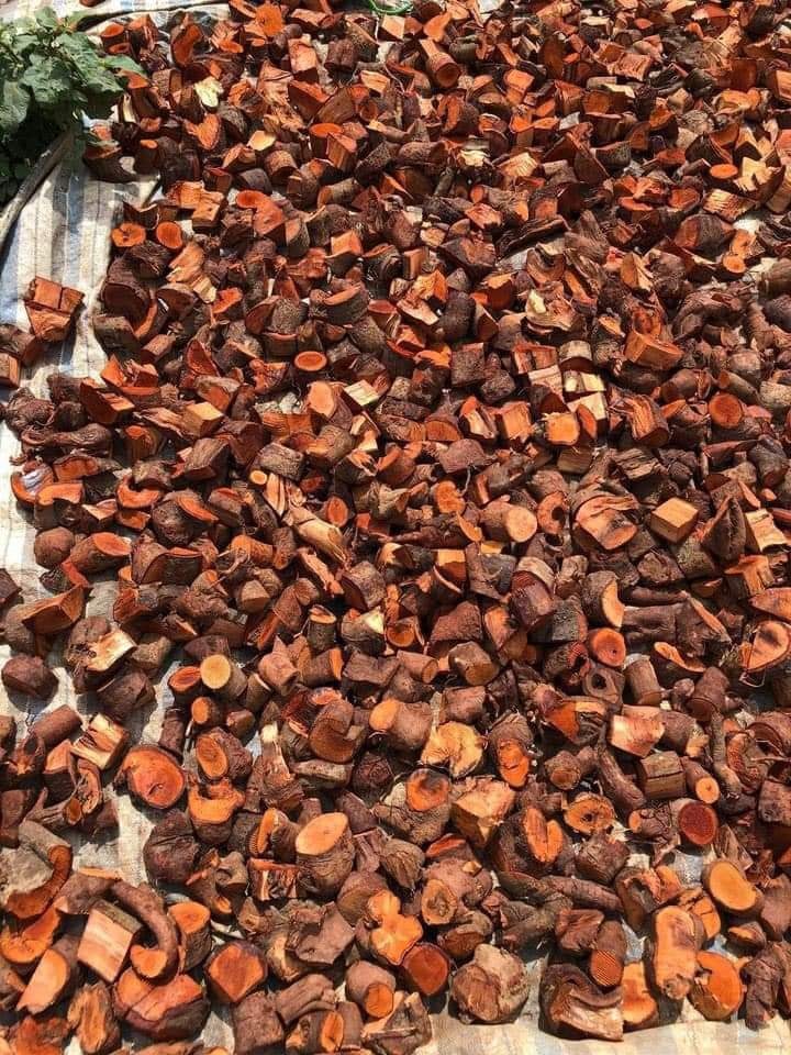 [Hàng mới về] Rễ cây mú từn sấy khô 1kg - Thảo Dược Tấn Phát