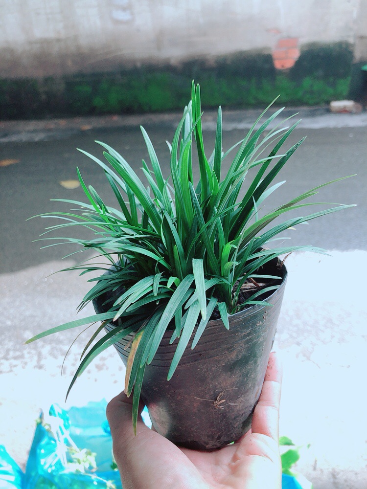 Bụi Cỏ Gấu