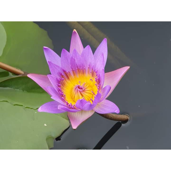 ( RẺ VÔ ĐỊCH)- Cây hoa súng thái lan màu tím huế
