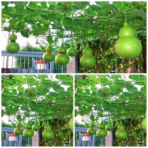 Hạt Giống Bầu Hồ Lô F1 Loại Dễ Ươm. Túi 10 Hạt - Chất Lượng Cao