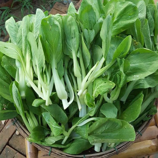 HẠT GIỐNG CẢI THÌA 20GR