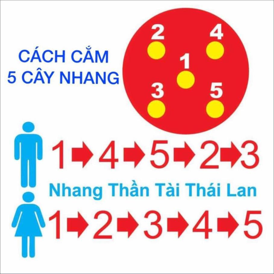 [HCM]? Nhang Xoắn Tài Lộc Thái Lan 79 cây ?