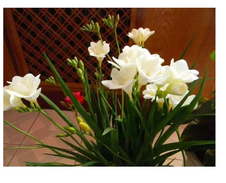 Bộ 3 Củ giống hoa lan nam phi hoa màu trắng