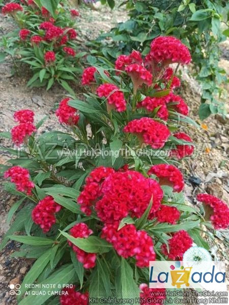 50.hạt hạt giống hoa mào gà búa mix màu
