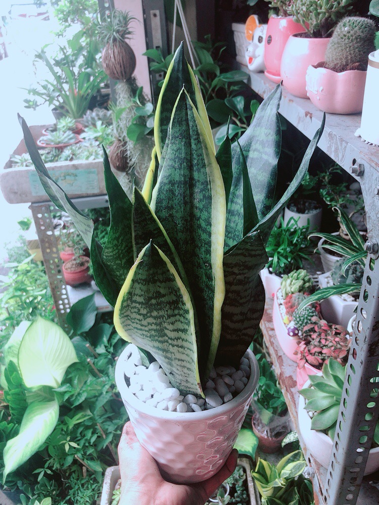 [HCM]Chậu Lưỡi Hổ Cao