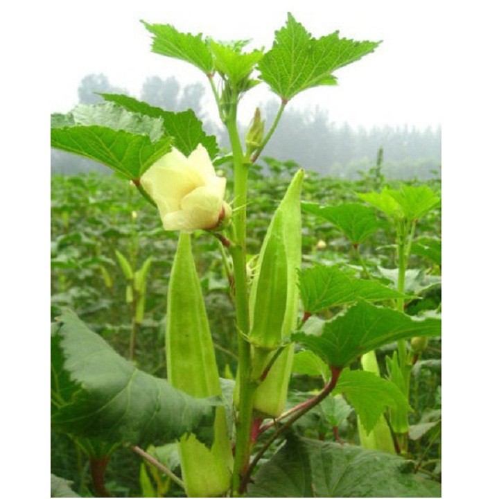 Hạt giống Đậu bắp xanh (20 gram)