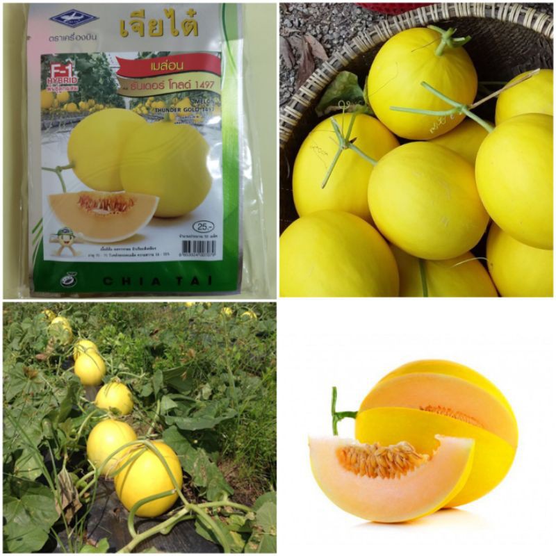 50H - Hạt Giống Dưa Kim Hoàng Hâu F1 Chiatai Thái Lan