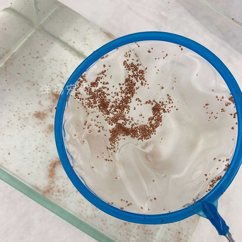 Vợt Bobo, Artemia - Size Lớn